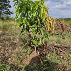 9) Tanz 24 Trees Plant 7.jpg